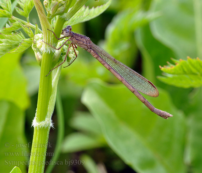 Sympecma paedisca bj9309