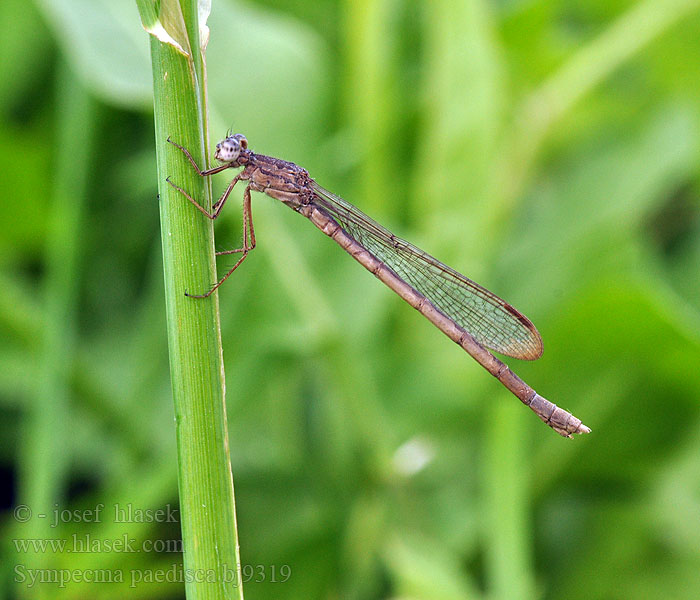 Siberian Winter Damsel Vzhodni zimnik Sympecma paedisca