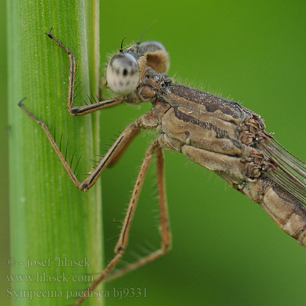 Vzhodni zimnik Sympecma paedisca annulata braueri striata