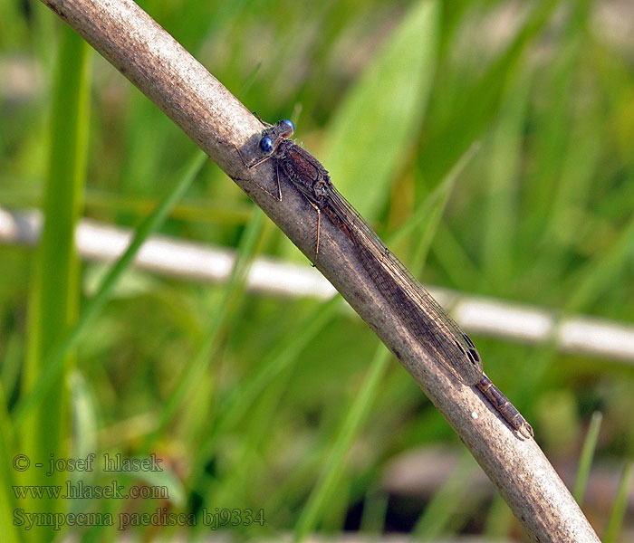 Sympecma paedisca