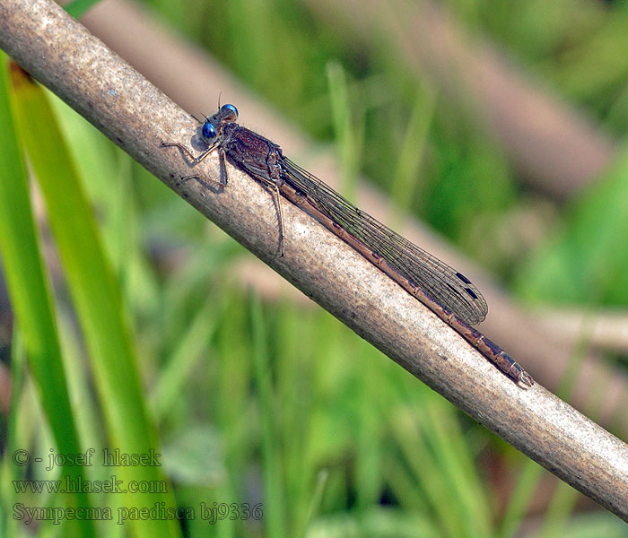 Sympecma paedisca