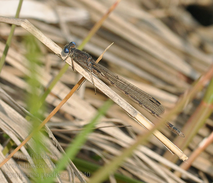 Sympecma paedisca bj9340