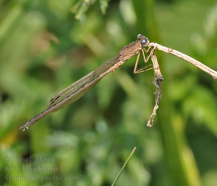 Sympecma paedisca bj9352