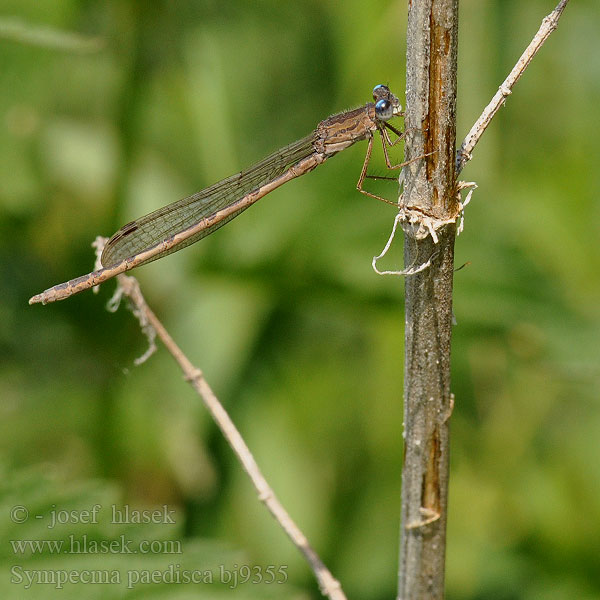 Sympecma paedisca bj9355