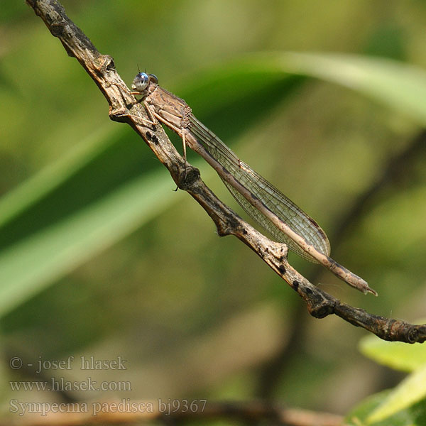 Sympecma paedisca Noordse winterjuffer Sibirische Winterlibelle