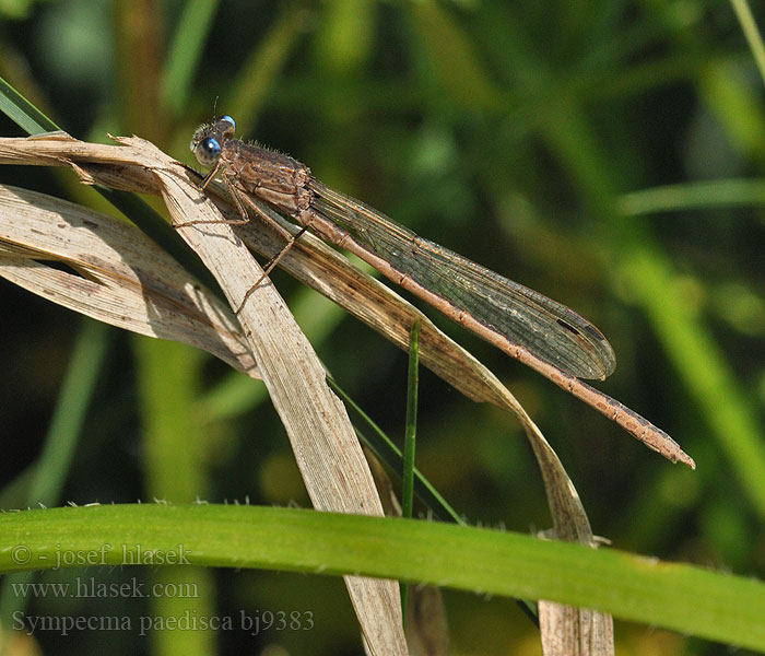 Sympecma paedisca Sibirische Winterlibelle Straszka północna