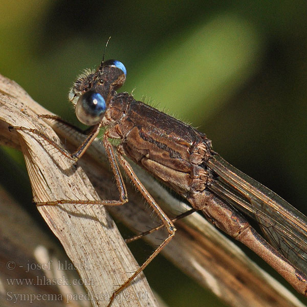 Sympecma paedisca bj9394