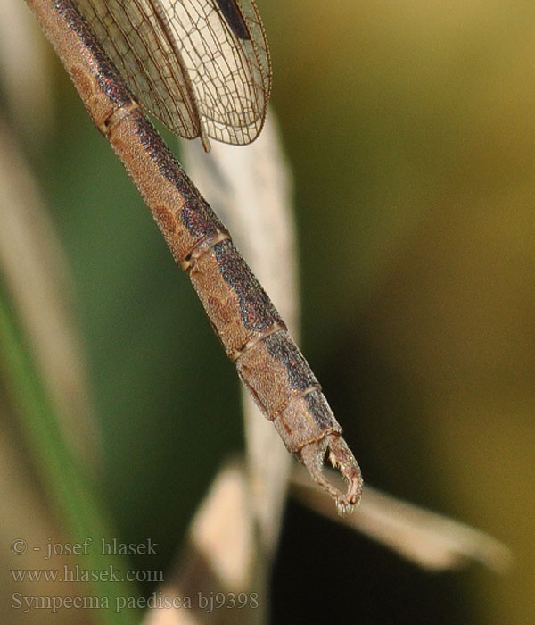 Sympecma paedisca bj9398