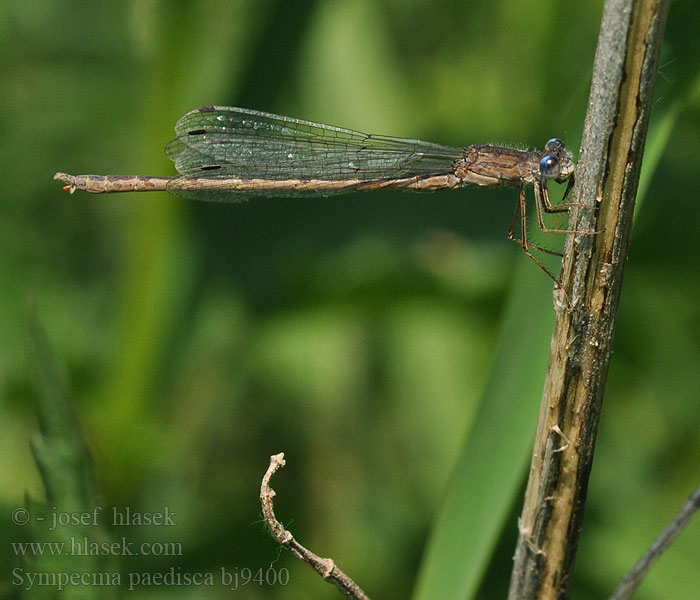 Sympecma paedisca Лютка сибирская Сіролютка