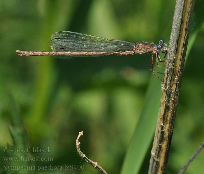 Sympecma paedisca bj9400