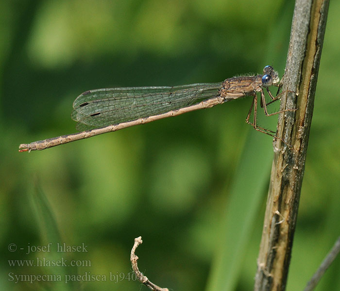 Sympecma paedisca Сіролютка кільчаста