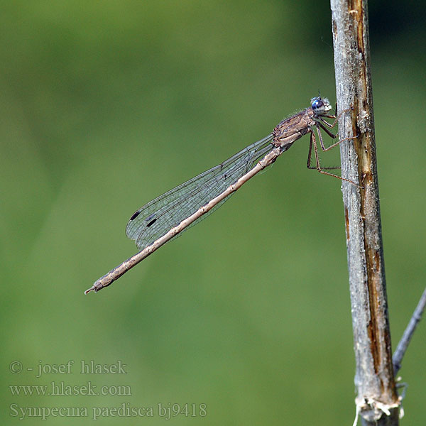 Sympecma paedisca bj9418