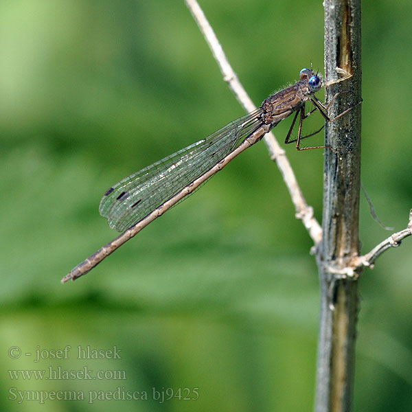 Siberian Winter Damsel Šidlovka Vzhodni zimnik annulata