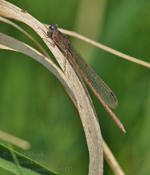 Sympecma paedisca bj9432