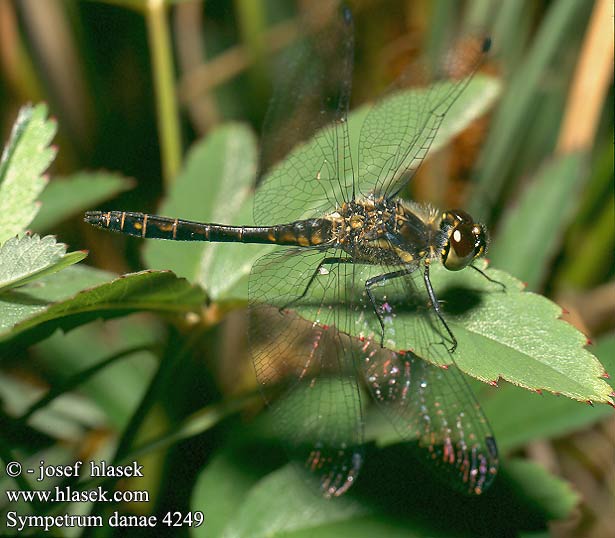 Sympetrum danae Black Darter Sort Hedelibel Tummasyyskorento