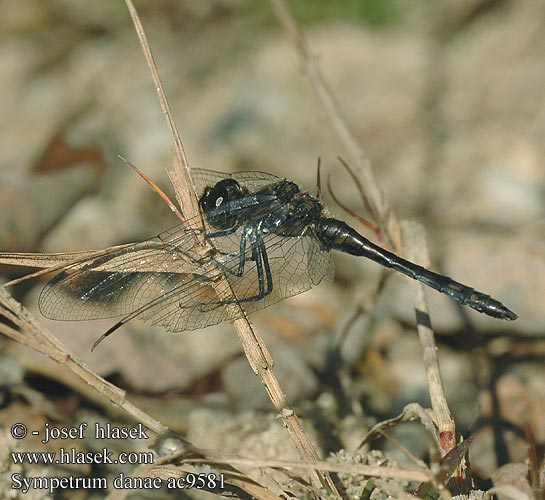 Sympetrum danae Tummasyyskorento Sympétrum noir