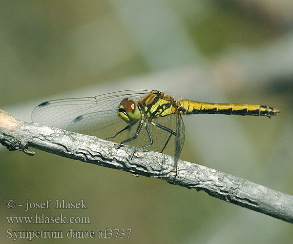 Sympetrum danae Sympétrum noir Zwarte heidelibel