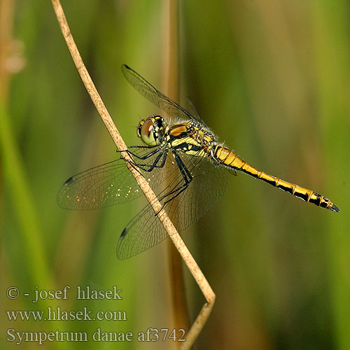 Sympetrum danae Zwarte heidelibel Simpetro nero