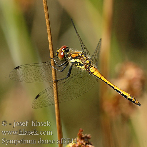 Sympetrum danae Simpetro nero Schwarze Heidelibelle