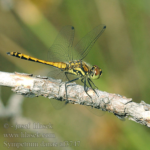 Sympetrum danae Schwarze Heidelibelle Szablak czarny