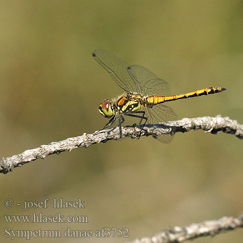 Sympetrum danae af3752