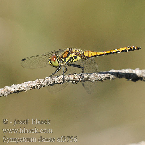 Sympetrum danae af3756