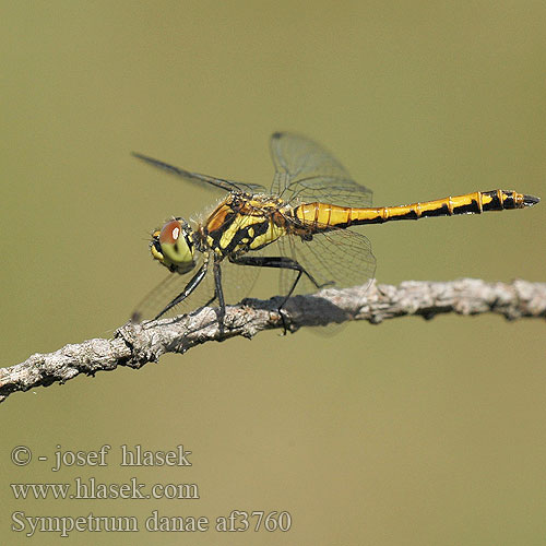 Sympetrum danae Svart ängstrollslända høstlibelle