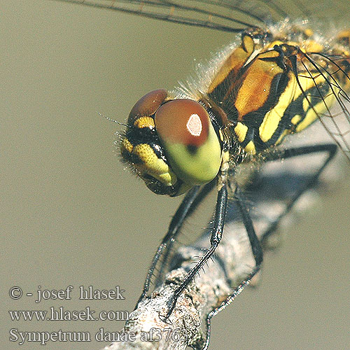 Sympetrum danae Svart høstlibelle Сжатобрюх