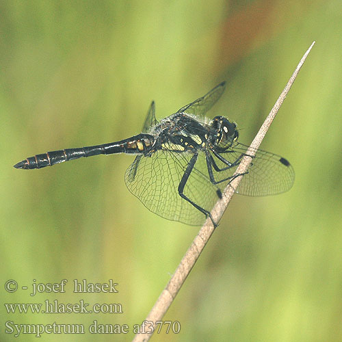 Sympetrum danae Сжатобрюх черный