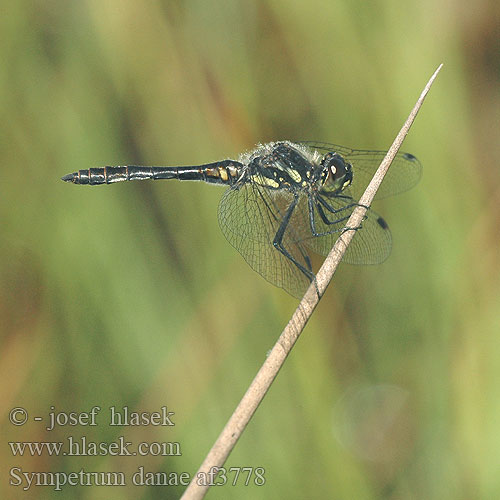 Sympetrum danae af3778