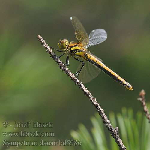 Črni kamenjak Sympetrum danae Black Darter Sort Hedelibel