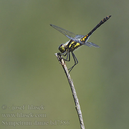 Sympetrum danae Black Darter Sort Hedelibel Tummasyyskorento