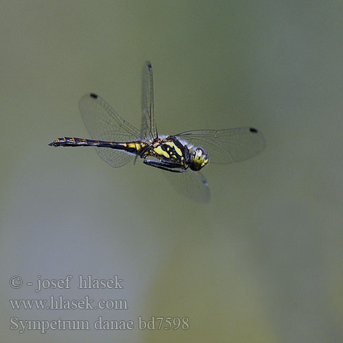 Black Darter Sort Hedelibel Tummasyyskorento Sympétrum noir