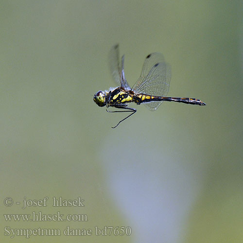 Sympetrum danae bd7650