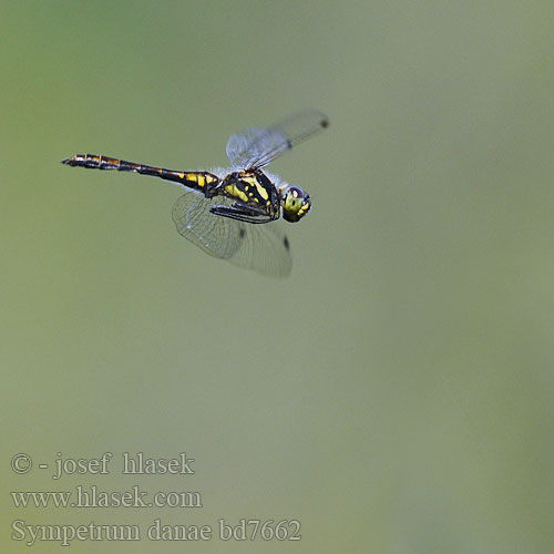 Sympetrum danae bd7662