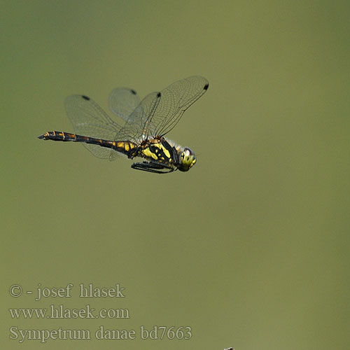 Sympetrum danae bd7663