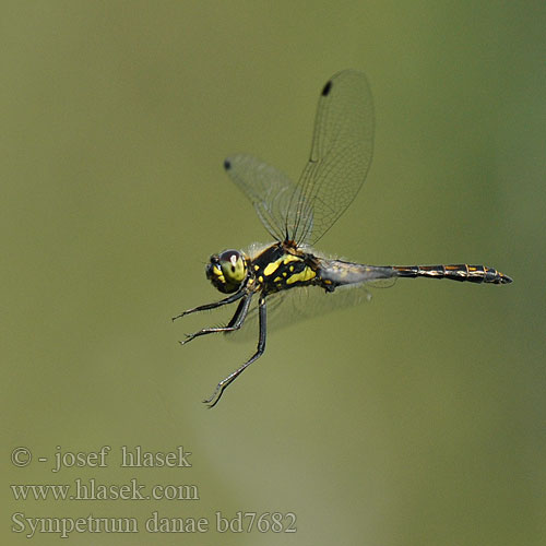 Sympetrum danae bd7682