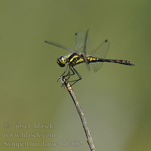 Sympetrum danae bd7692