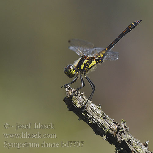 Sympetrum danae bd7707