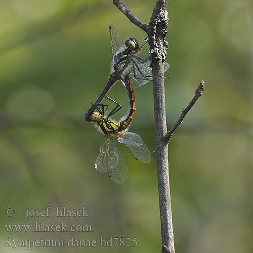 Sympetrum danae bd7825