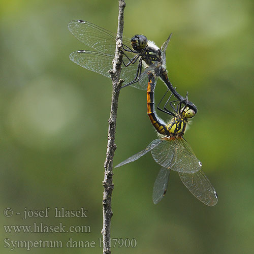 Sympetrum danae bd7900