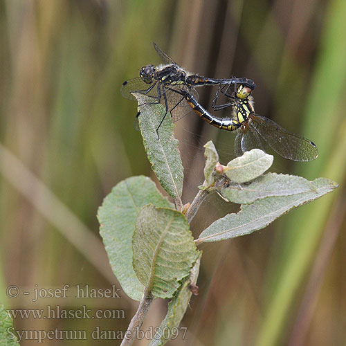 Sympetrum danae bd8097