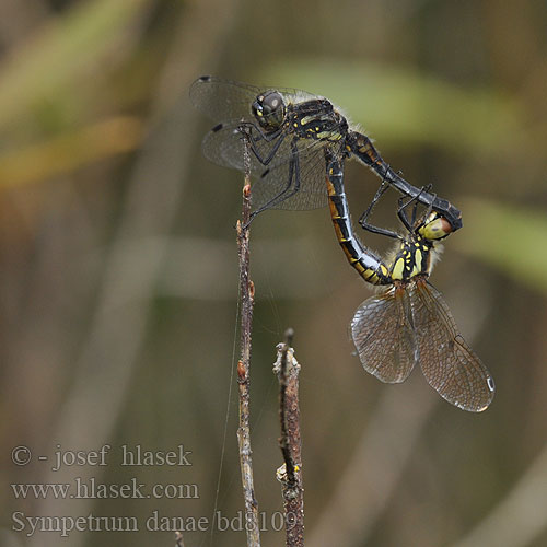 Sympetrum danae bd8109