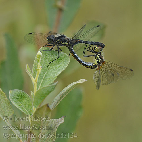 Sympetrum danae bd8124