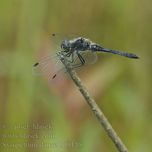 Sympetrum danae bd8148