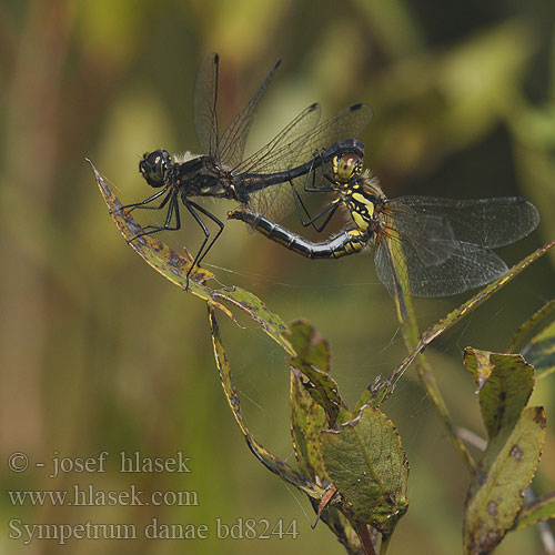 Тонкочеревець чорний Sympetrum danae