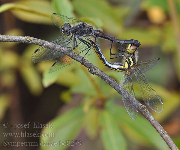 Sympetrum danae Black Darter Sort Hedelibel