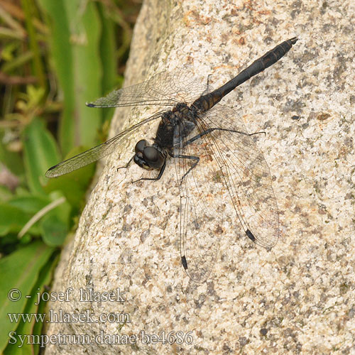 Sympetrum danae be4686