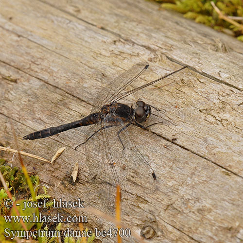 Sympetrum danae Sympétrum noir Zwarte heidelibel Simpetro nero