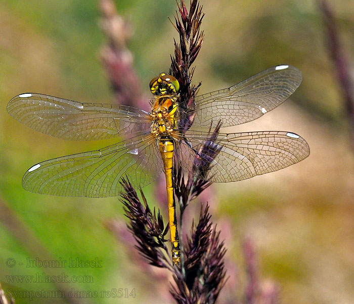 Vážka tmavá Sympetrum danae